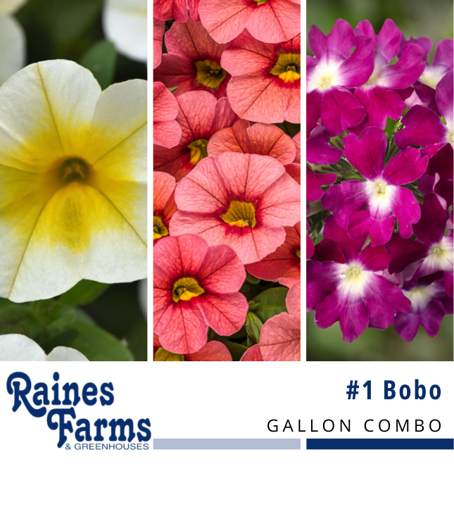 #1: Bobo Gallon Combo Pot